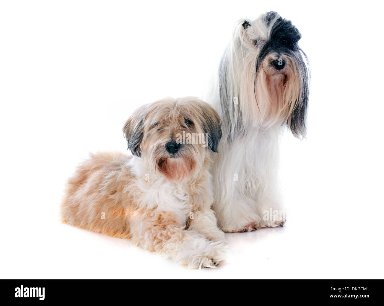 Tibet Terrier vor weißem Hintergrund Stockfoto