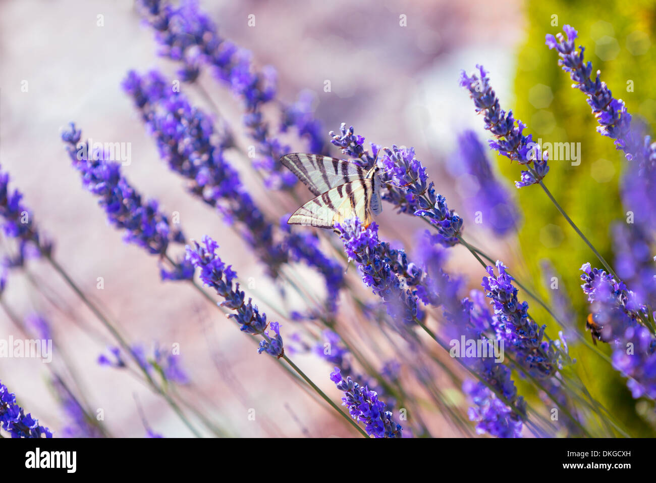 Schmetterling auf Lavendel Busch. Schließen Sie Shot mit Bokeh getönten Stockfoto