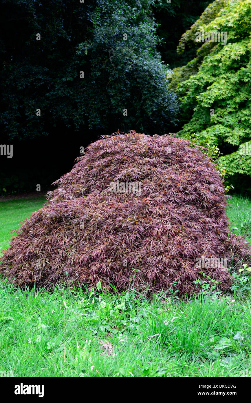 Acer Palmatum Dissectum Atropurpureum dunkel rot lila Laub Blätter japanische Ahorne Bäume kleine Laub- Stockfoto