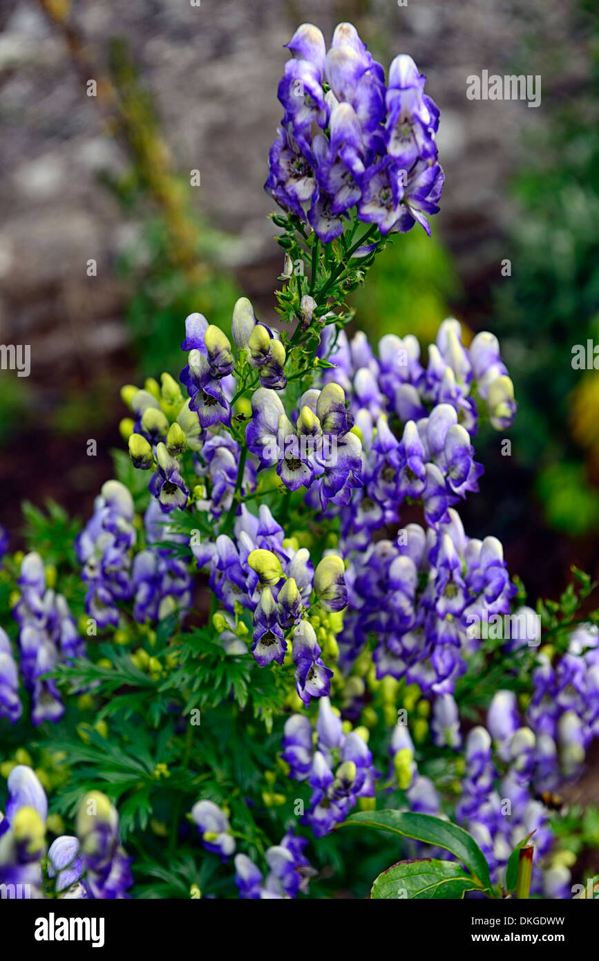 Aconitum X Cammarum bicolor Eisenhut Wolfs Bane blau und weiß Blume bicolor Bicolor Stockfoto