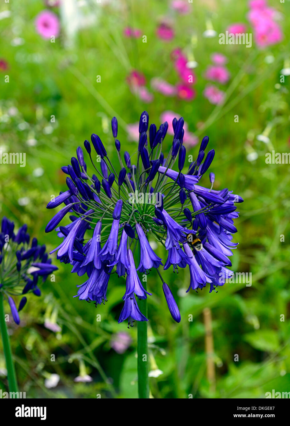 Agapanthus Africanus Purple Cloud Schmucklilie Pflanze Porträts Blumen  Stauden Blüte lila blaue Blüte blüht Stockfotografie - Alamy