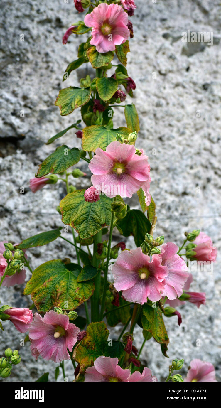 Alcea Rosea Stockrose Pfirsichfarbe farbige Cottage Garten Staude wachsen wächst gegen Wand Abdeckung Stockfoto