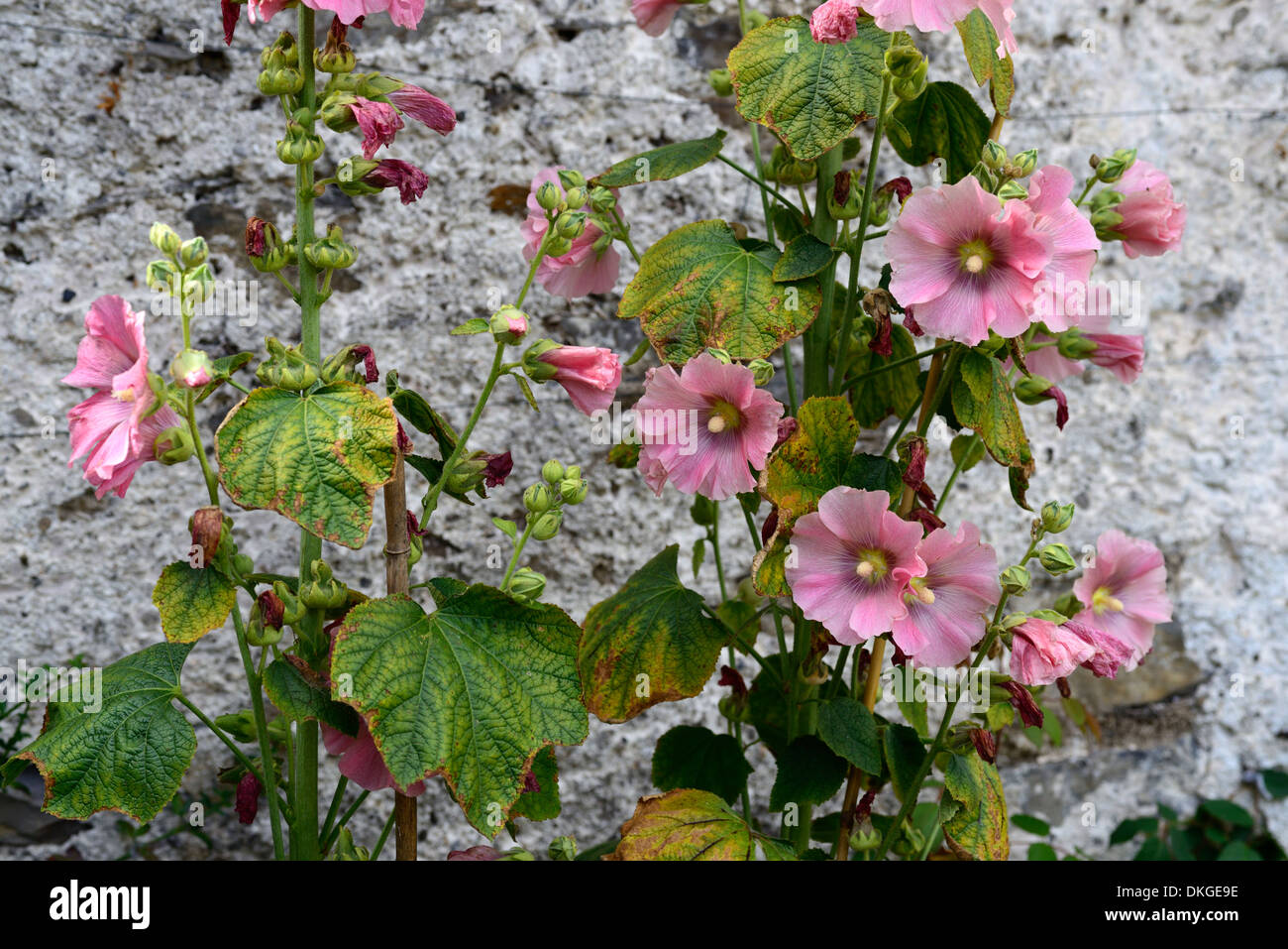 Alcea Rosea Stockrose Pfirsichfarbe farbige Cottage Garten Staude wachsen wächst gegen Wand Abdeckung Stockfoto