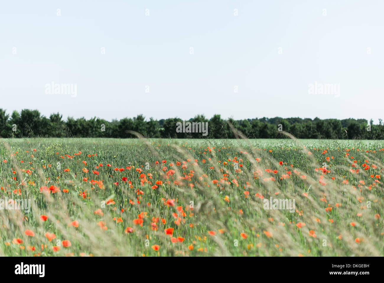 Eine Reihe von roten Mohnblumen wiegen faul auf der Brise gegen eine Wiese in der Sommersonne Stockfoto