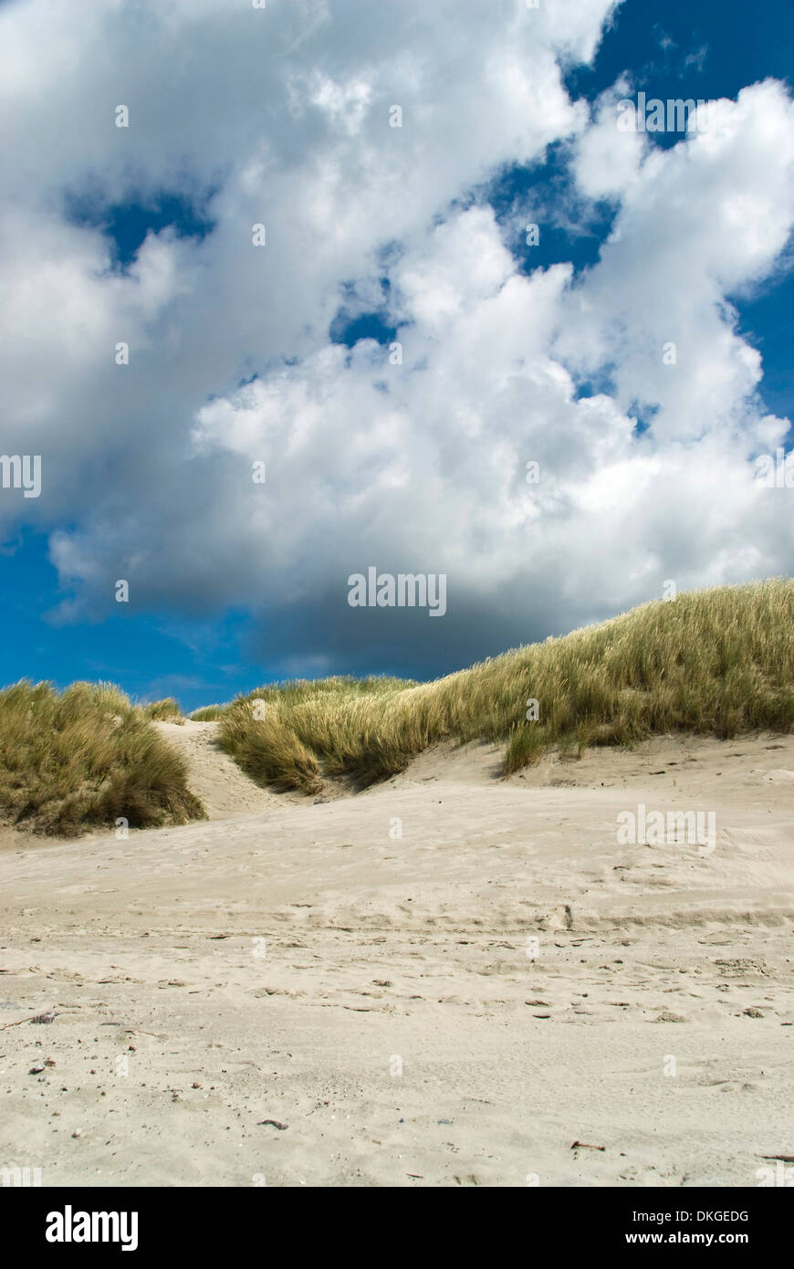 Dünen, Wangerooge, untere Sachsen, Deutschland, Europa Stockfoto