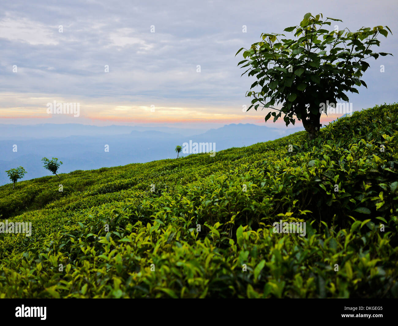 Tee-Plantagen in der Nähe von Haputale, Sri Lanka Stockfoto
