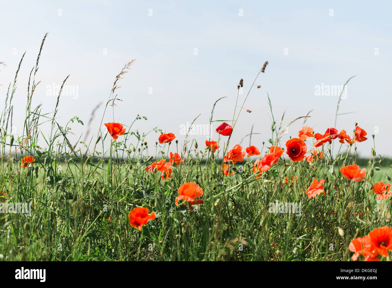 Eine Reihe von roten Mohnblumen wiegen faul auf der Brise gegen eine Wiese in der Sommersonne Stockfoto