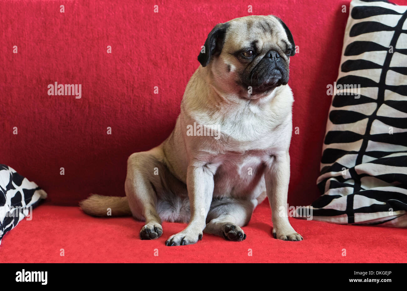 Weibliche Mops Hund auf sofa Stockfoto