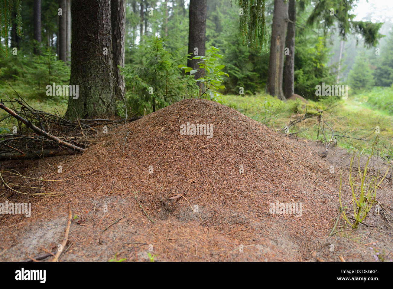 Ameisenhaufen von Waldameisen (Formica) in einem Wald Stockfoto