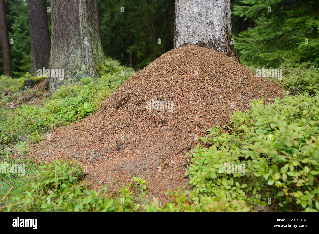 Ameisenhaufen von Waldameisen (Formica) in einem Wald Stockfoto