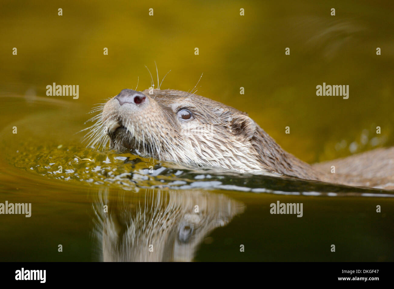 Europäischen Fischotter (Lutra Lutra) Schwimmen im Wasser Stockfoto