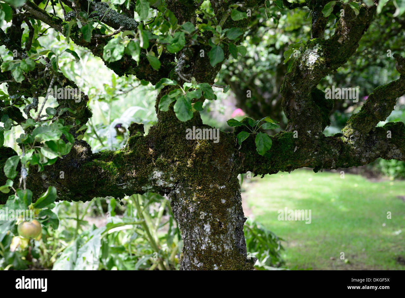 pleached Äpfel neuem Malus Obstbau Bäume pleached ausgebildete formale klassische traditionelle ornamentale Küche ummauerten Garten Stockfoto