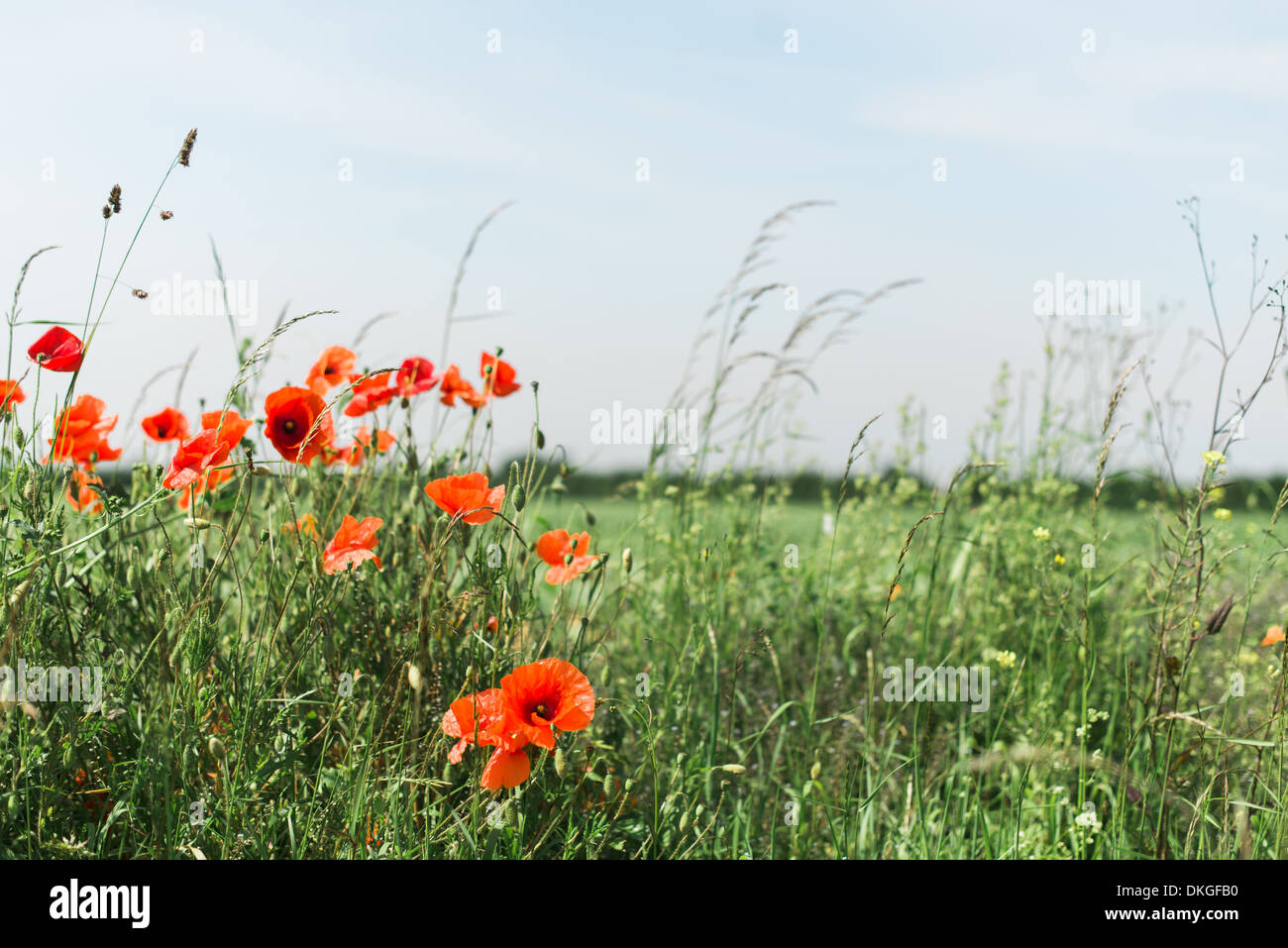 Eine Reihe von roten Mohnblumen wiegen faul auf der Brise gegen eine Wiese in der Sommersonne Stockfoto