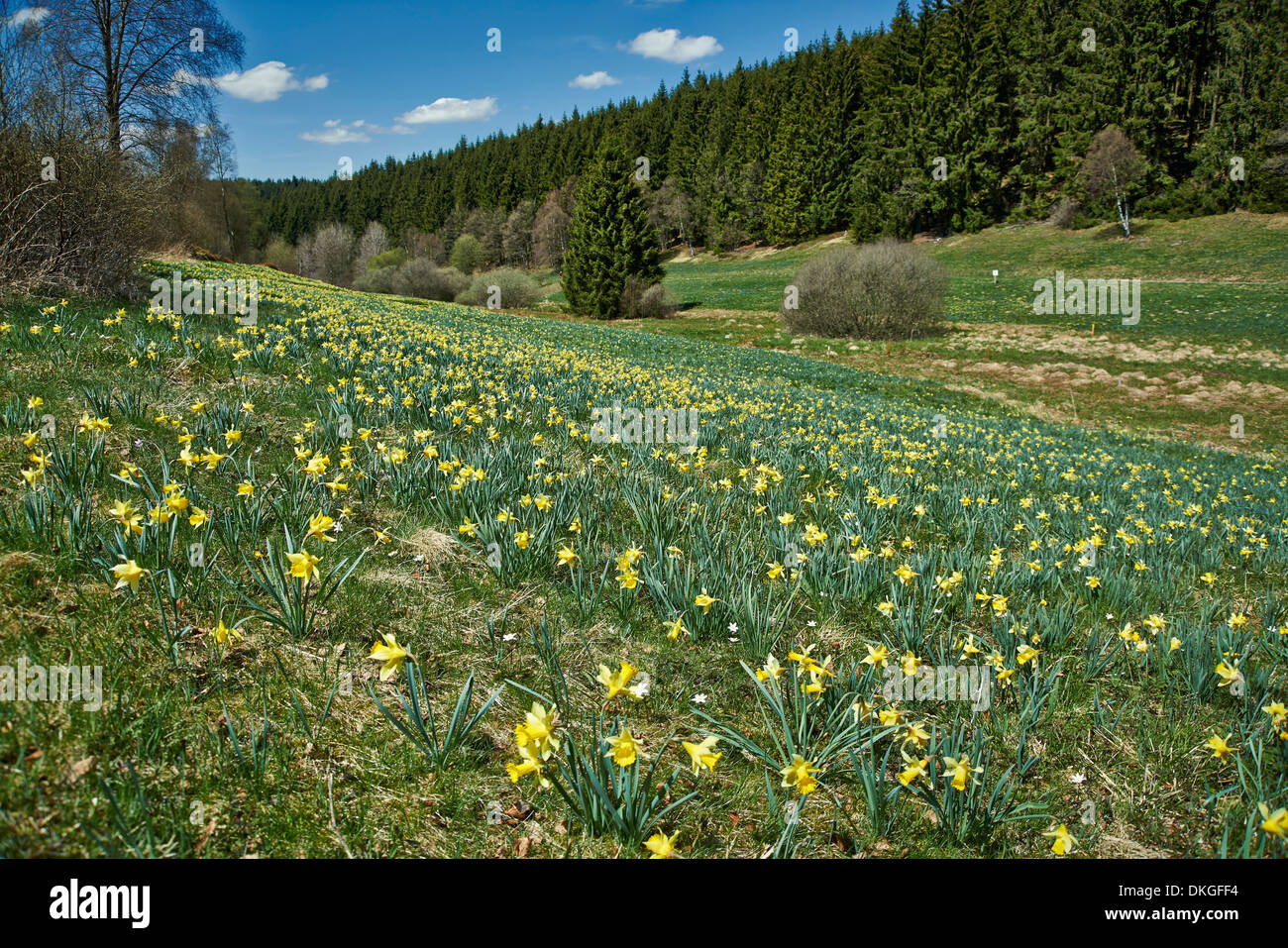 Wilden gelben Narzissen (Narcissus Pseudonarcissus) Perlenbachtal Nationalpark Eifel Monschau-Hoefen Nordrhein-Westfalen Stockfoto