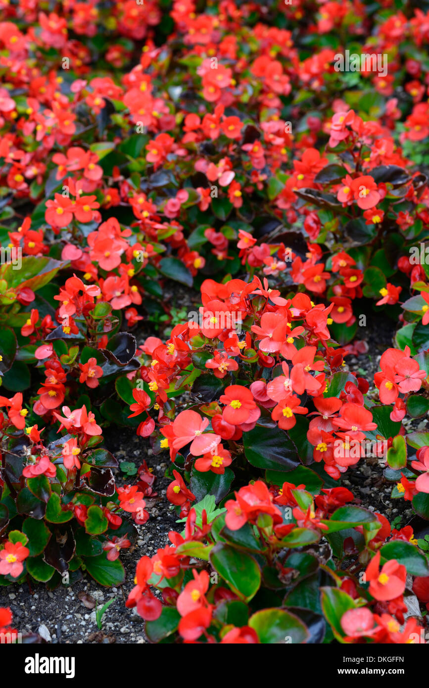 Begonia Semperflorens Blumen Blüte Blüten Jahrbücher rot rosa Beetpflanze Stockfoto