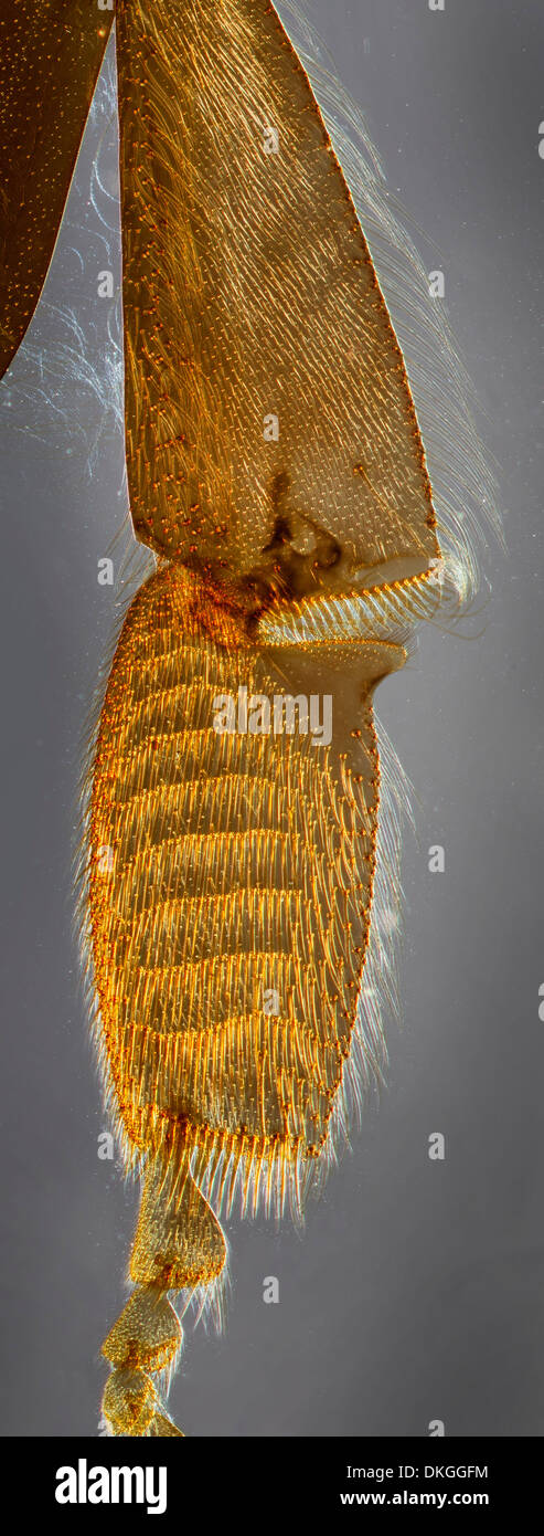 Honig, Biene, Apis SP. Mikroskop Dia Abschnitt, Bein Pollen Korb und Kamm, Dunkelfeld Beleuchtung Stockfoto