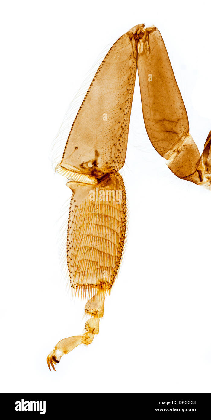 Honigbiene, Apis SP. Mikroskop Dia Abschnitt, Bein Pollen Korb und Kamm Stockfoto