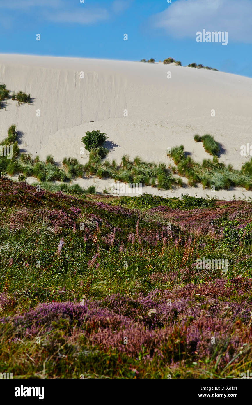 Heidelandschaft und Verlagerung der Düne in der Nähe von Liste, Sylt, Deutschland Stockfoto