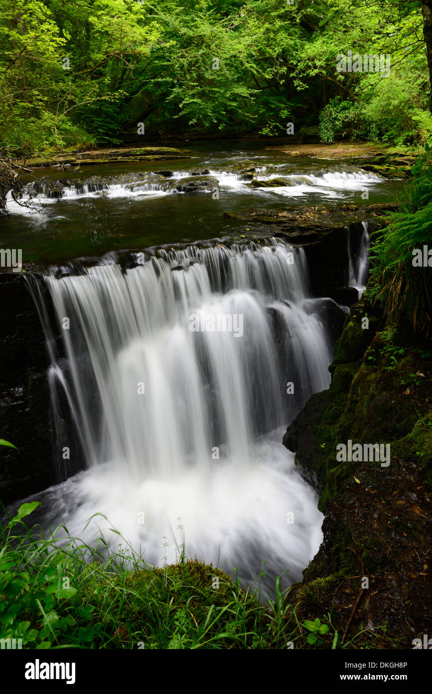 Clare Glens Wasserfall fällt Rhododendren blühen Blüte Clare Fluß fließt Newport County Tipperary, Irland Stockfoto