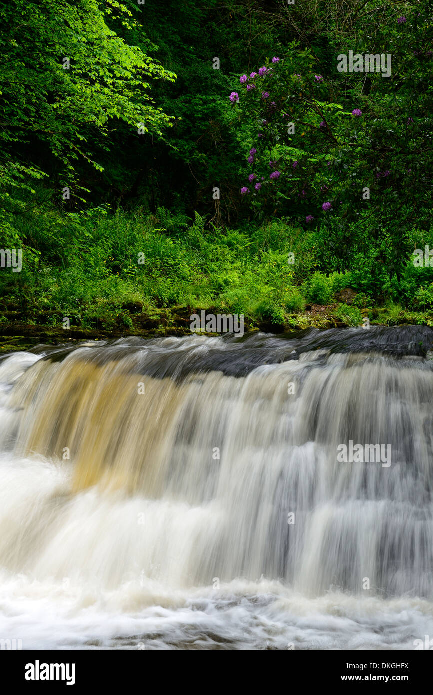 Clare Glens Wasserfall fällt Rhododendren blühen Blüte Clare Fluß fließt Newport County Tipperary, Irland Stockfoto