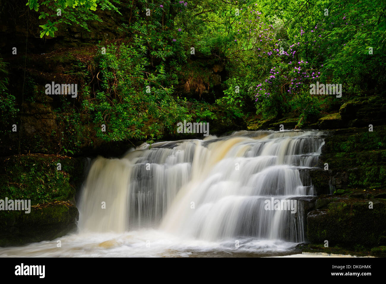 Clare Glens Wasserfall fällt Rhododendren blühen Blüte Clare Fluß fließt Newport County Tipperary, Irland Stockfoto