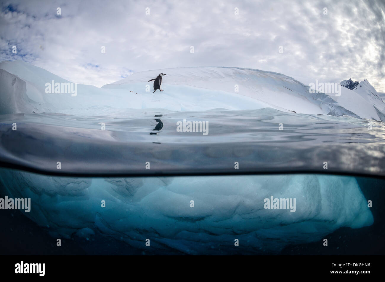 Ein Kinnriemen Pinguin steht in diesem mehr als Warnung auf einem Eisberg-unter Bild Stockfoto