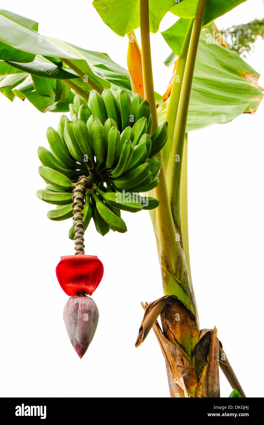 Banana Plant Plantation Cuba Stockfotos und bilder Kaufen Alamy