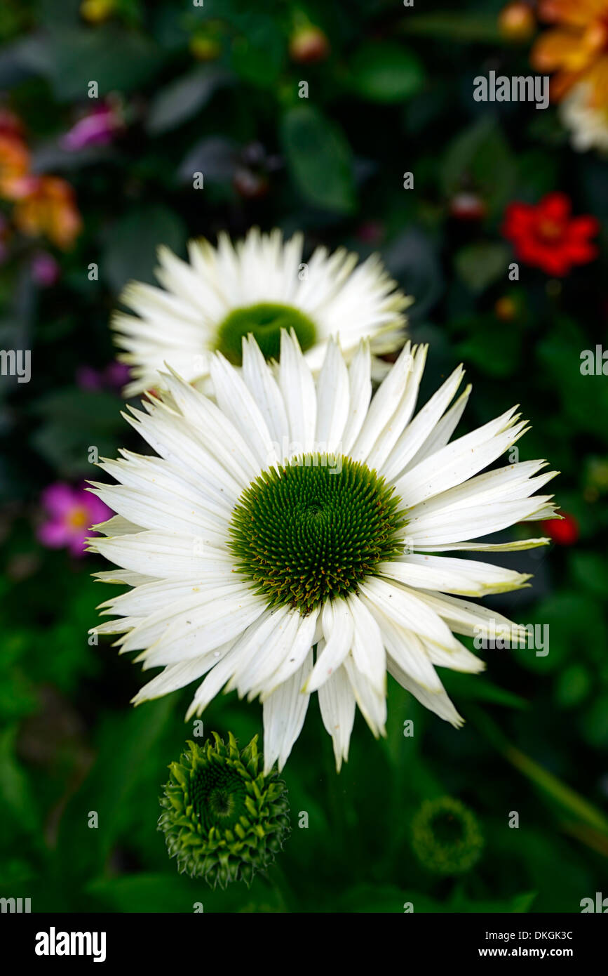 Echinacea Purpurea unberührte weiße Blume Blüte Blüte Blüte gemischte Pflanzung Schema Bett Stockfoto