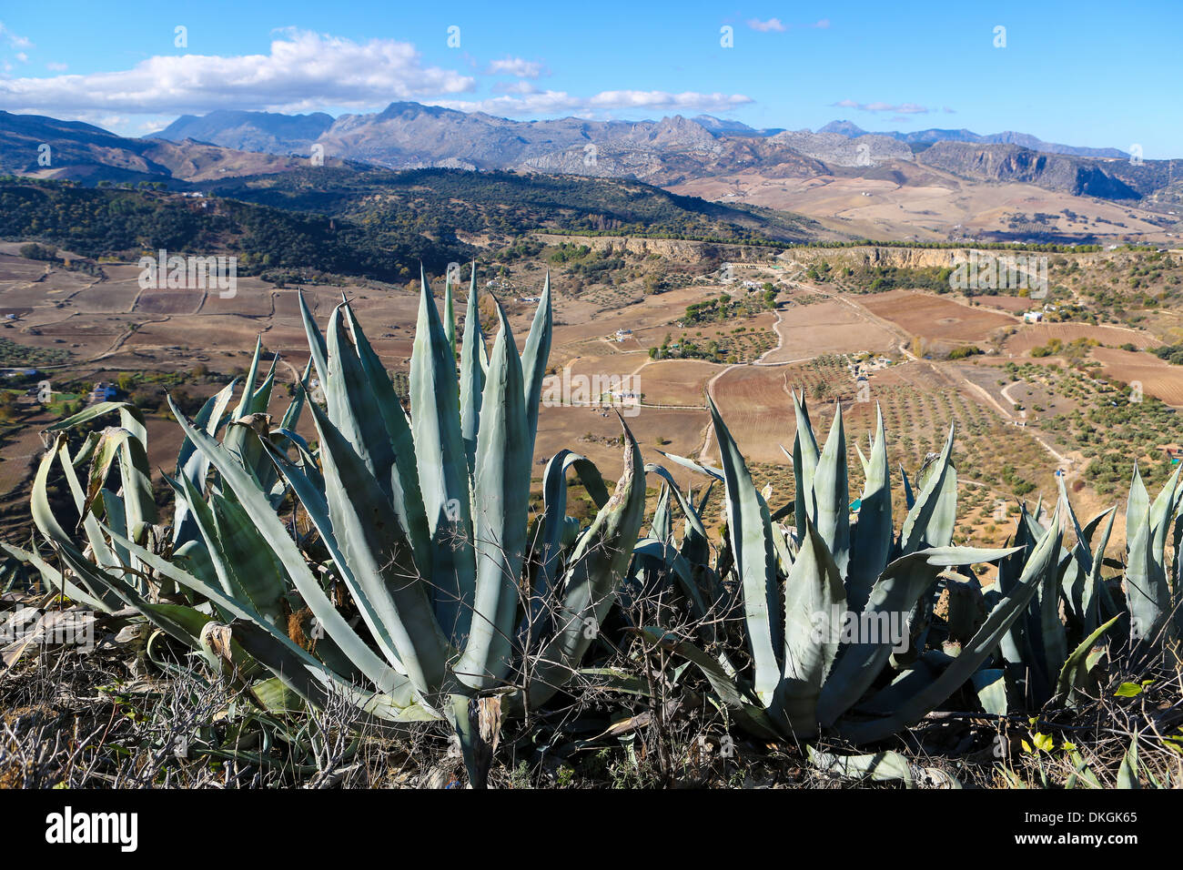 Berg und Kaktus Landschaft in der Nähe von Ronda, Spanien Stockfoto
