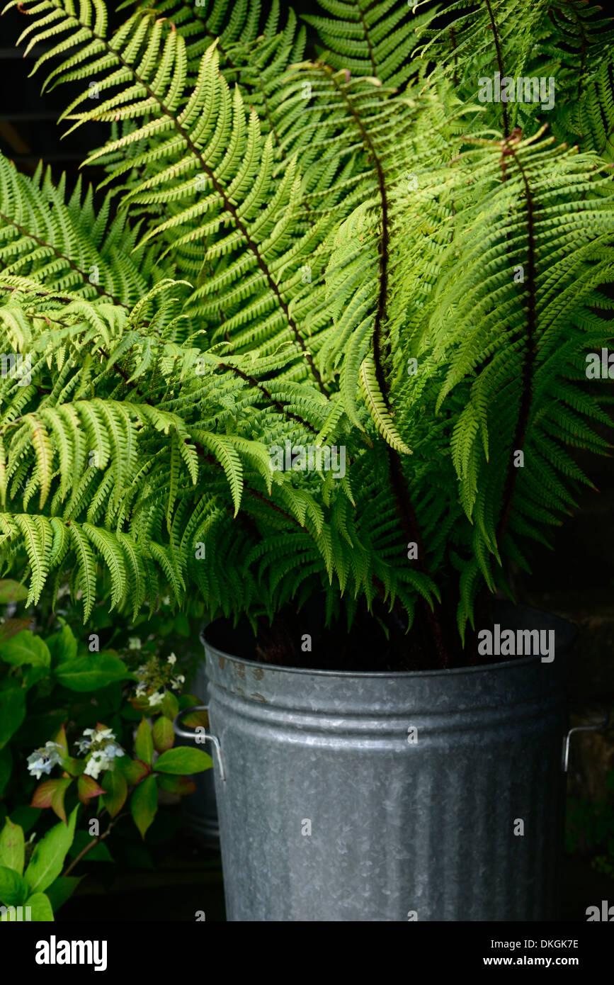 Matteuccia Struthiopteris Strauß Farn Schatten schattige schattigen Standort wachsen wachsenden Aluminium bin Schild Verkleidung Garteneigenschaft Stockfoto