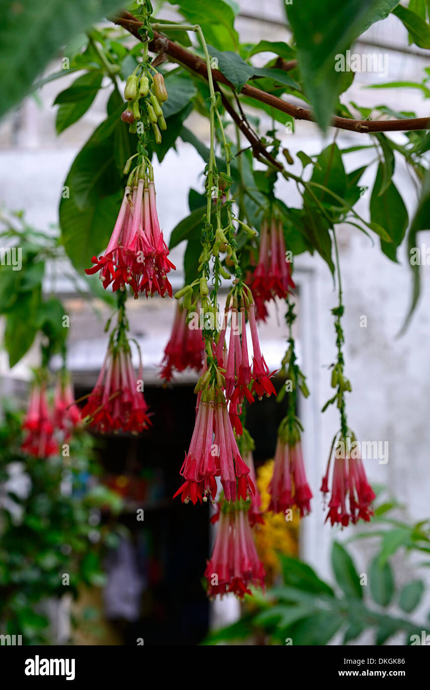 Fuchsia Boliviensis rote Röhrenblüten hängenden Cluster tropische Pflanze Blume Blüte Stockfoto