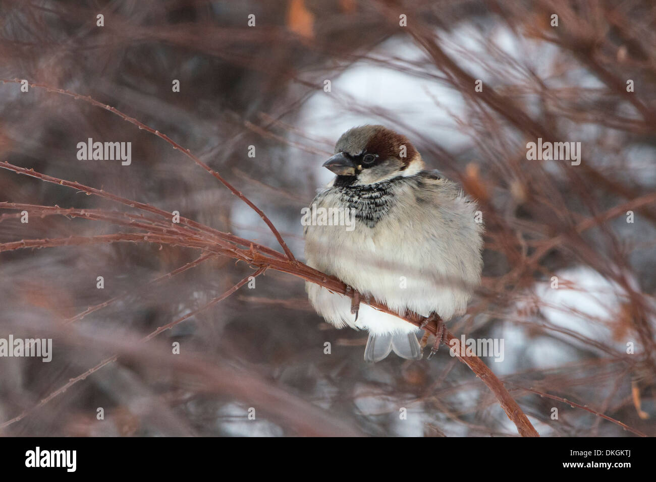 Haussperling (Passer Domesticus) im Winter, Missoula, Montana Stockfoto