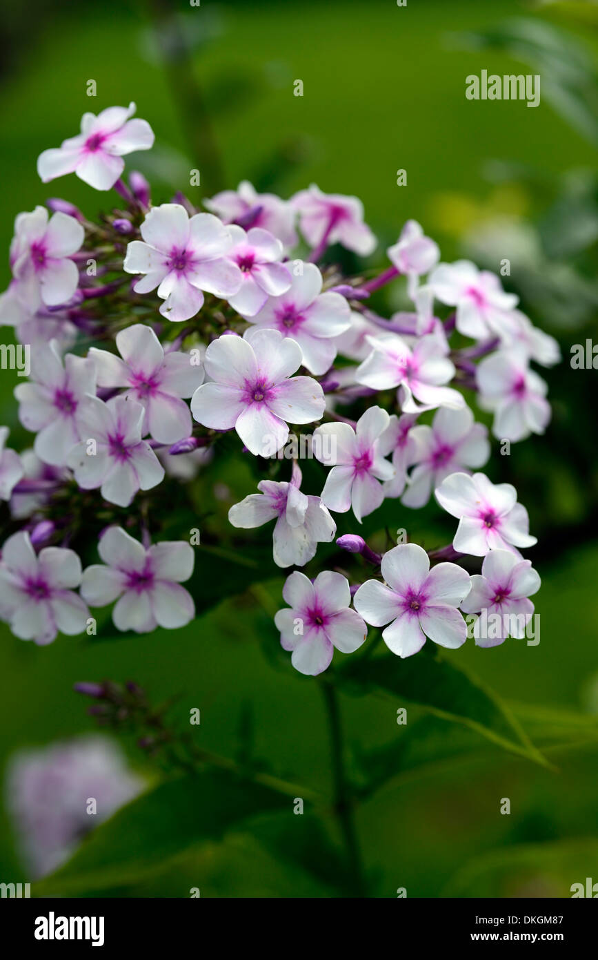 Phlox Paniculata weißer Blumen rosa Auge Staude Stockfoto