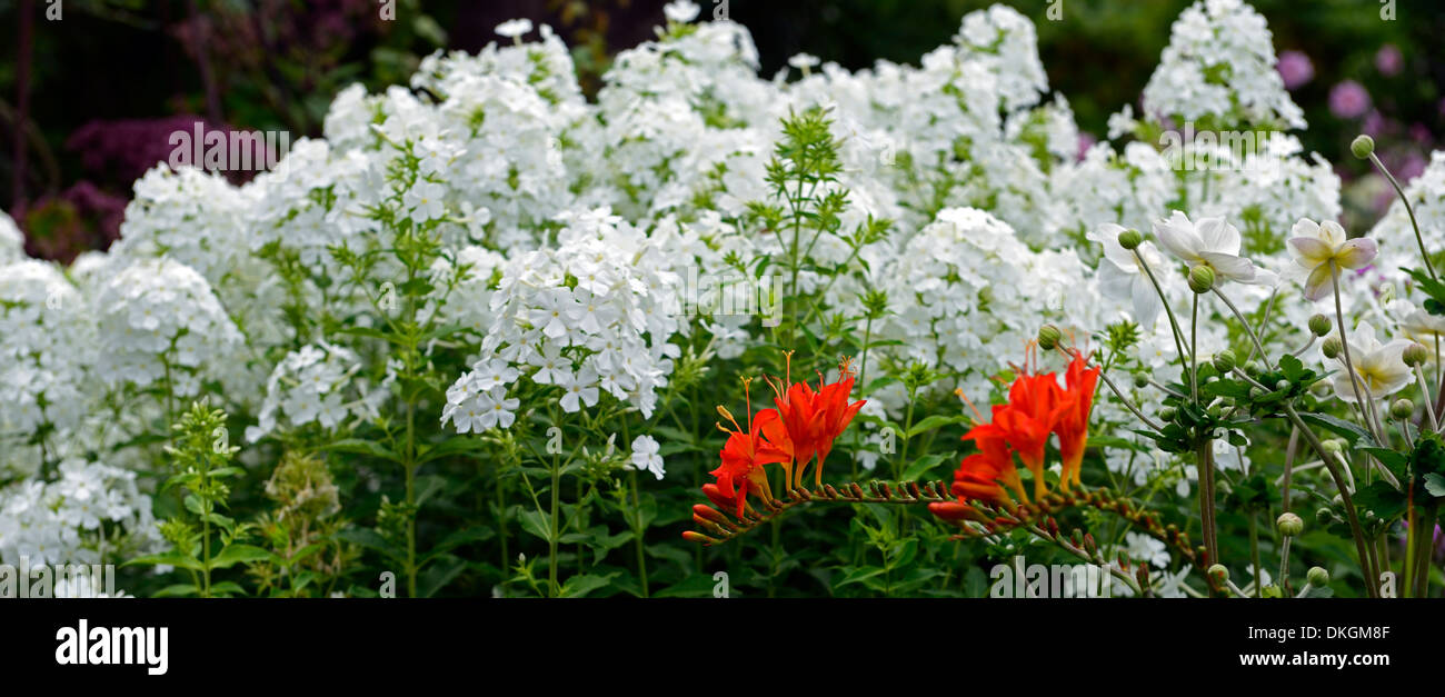 Phlox weiße Admiral rote Crocosmia Lucifer Kontrast kontrastierenden Pflanze Schema Garten mehrjährige krautige Pflanzen Stockfoto