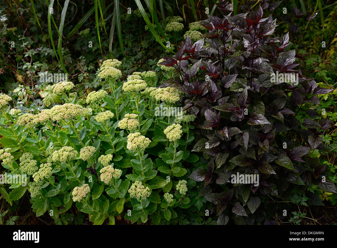 weiße Sedum Blumen Kontrast kontrastiert dunkles Laub Einpflanzen Schema Stockfoto