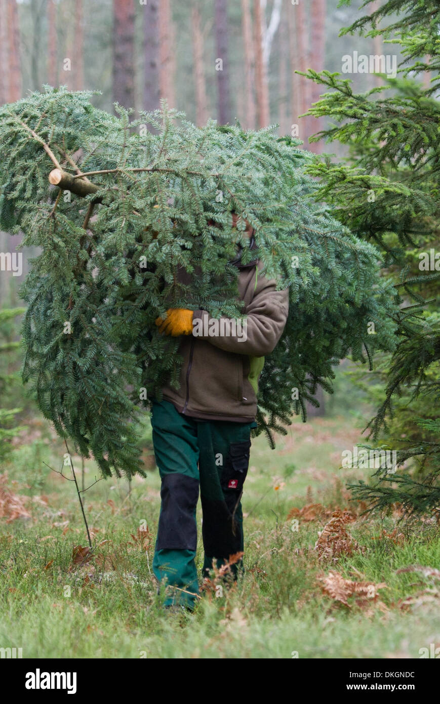 Sauen, Deutschland. 4. Dezember 2013. Waldarbeiter Udo Hoffmann aus einem Wald mit Weihnachtsbäumen mit frisch geschnittenen kommt Nikko-Tanne in Sauen, Deutschland, 4. Dezember 2013. Stiftung August Bier hält ein Weihnachtsbaum schneiden Ereignis im Wald am 14. Dezember 2013. Die Bäume sind Teil eines natürlichen Waldes hier und die Besucher können ihre eigenen Weihnachtsbäume aus einer Vielzahl von sieben verschiedene Arten reduzieren. Weitere Informationen finden auf www.stiftung-august-bier.de. Foto: PATRICK PLEUL/Dpa/Alamy Live News Stockfoto