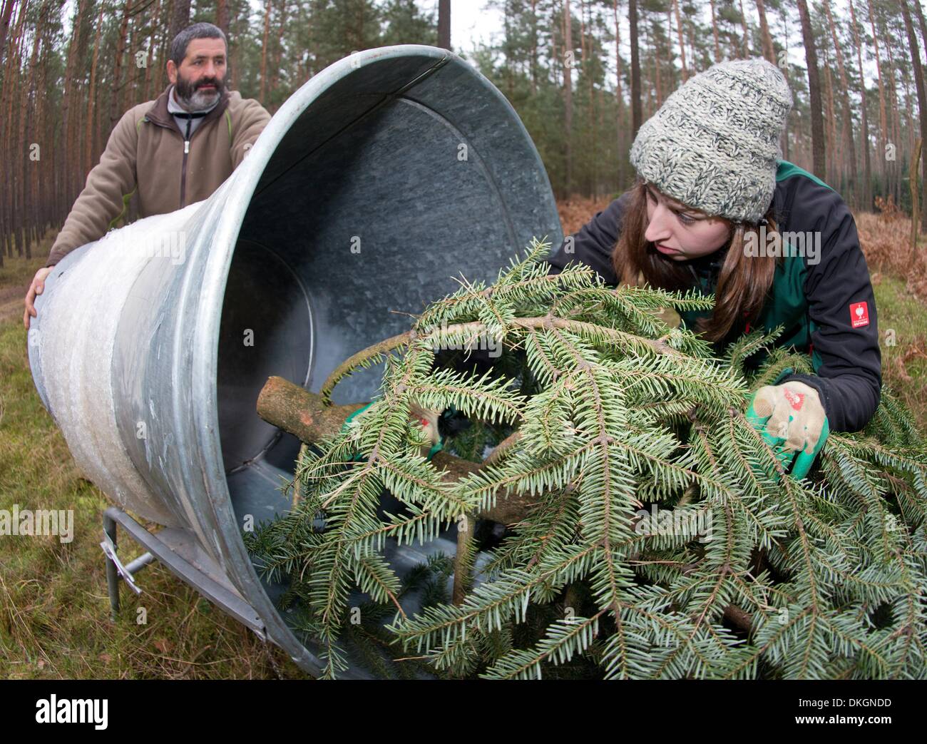 Sauen, Deutschland. 4. Dezember 2013. Maria Wallstein, der ein freiwilliges ökologisches Jahr mit der August-Bier-Stiftung leistet, kommt aus einem Wald mit Weihnachtsbäumen mit frisch geschnittenen Nikko-Tanne in Sauen, Deutschland, 4. Dezember 2013. Stiftung August Bier hält ein Weihnachtsbaum schneiden Ereignis im Wald am 14. Dezember 2013. Die Bäume sind Teil eines natürlichen Waldes hier und die Besucher können ihre eigenen Weihnachtsbäume aus einer Vielzahl von sieben verschiedene Arten reduzieren. Weitere Informationen finden auf www.stiftung-august-bier.de. Foto: PATRICK PLEUL/Dpa/Alamy Live News Stockfoto