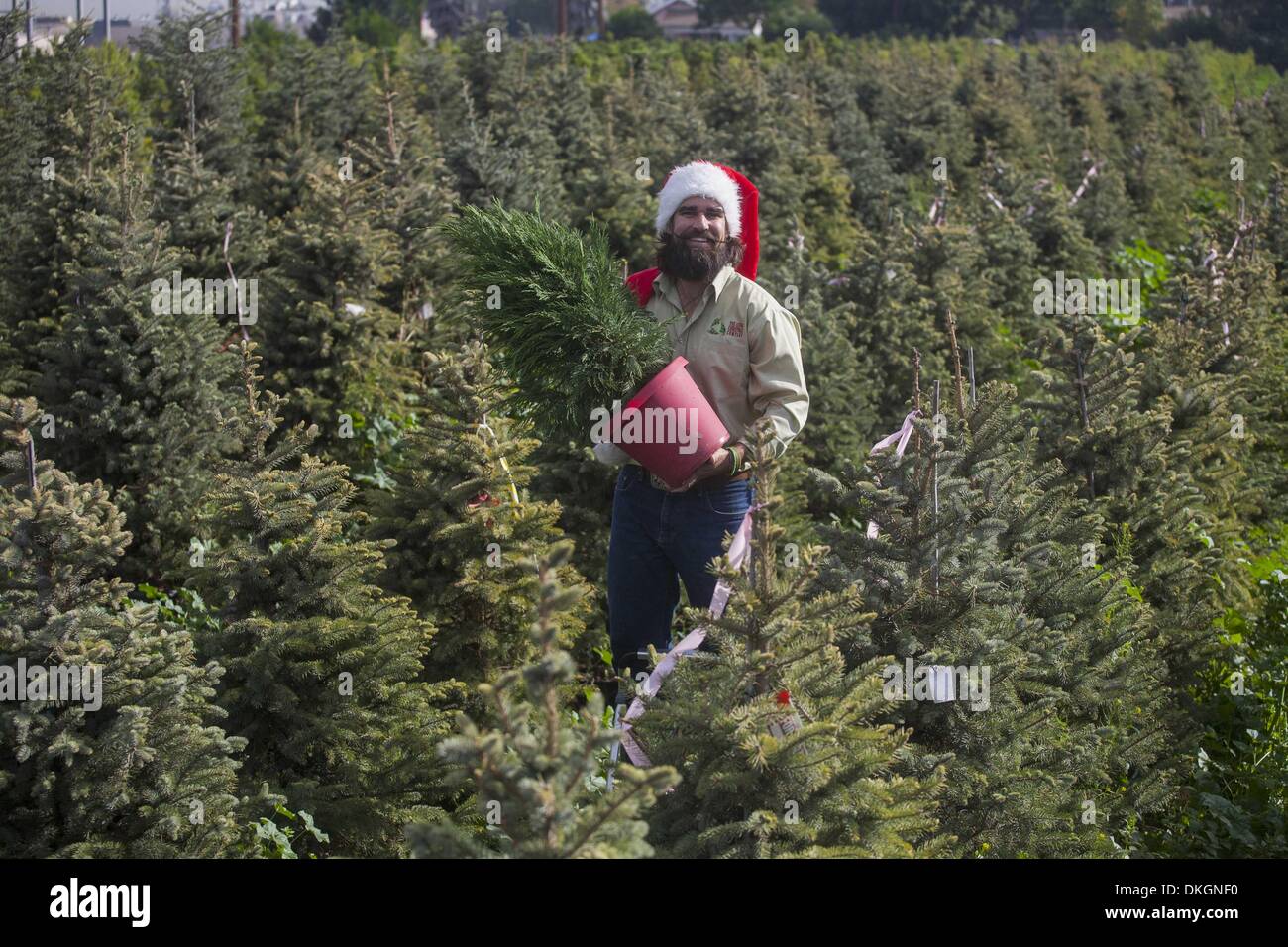 Los Angeles, Kalifornien, USA. 27. November 2013. Scott Martin Gründer der Weihnachtsbaum-Verleih-Service, ein Unternehmen, das Leben mieten Menschen vergossen Weihnachtsbäume jede Saison verabschieden können und im nächsten Jahr wieder vermieten. Sie erweitern ihre nur-Lieferung-Service in die Bay Area in diesem Winter. Ringo Chiu/ZUMAPRESS.com/Alamy © Live-Nachrichten Stockfoto