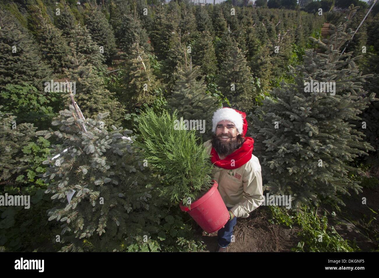 Los Angeles, Kalifornien, USA. 27. November 2013. Scott Martin Gründer der Weihnachtsbaum-Verleih-Service, ein Unternehmen, das Leben mieten Menschen vergossen Weihnachtsbäume jede Saison verabschieden können und im nächsten Jahr wieder vermieten. Sie erweitern ihre nur-Lieferung-Service in die Bay Area in diesem Winter. Ringo Chiu/ZUMAPRESS.com/Alamy © Live-Nachrichten Stockfoto