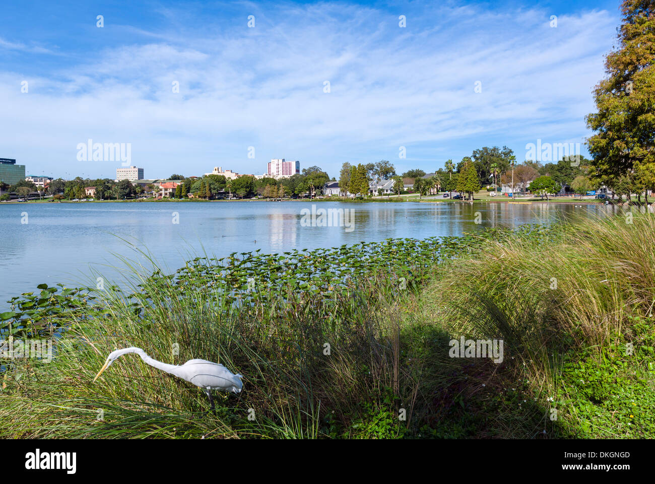 Silberreiher (Ardea Alba) am Ufer des Sees Morton mit Skyline der Innenstadt hinter, Lakeland, Polk County, Zentral-Florida, USA Stockfoto