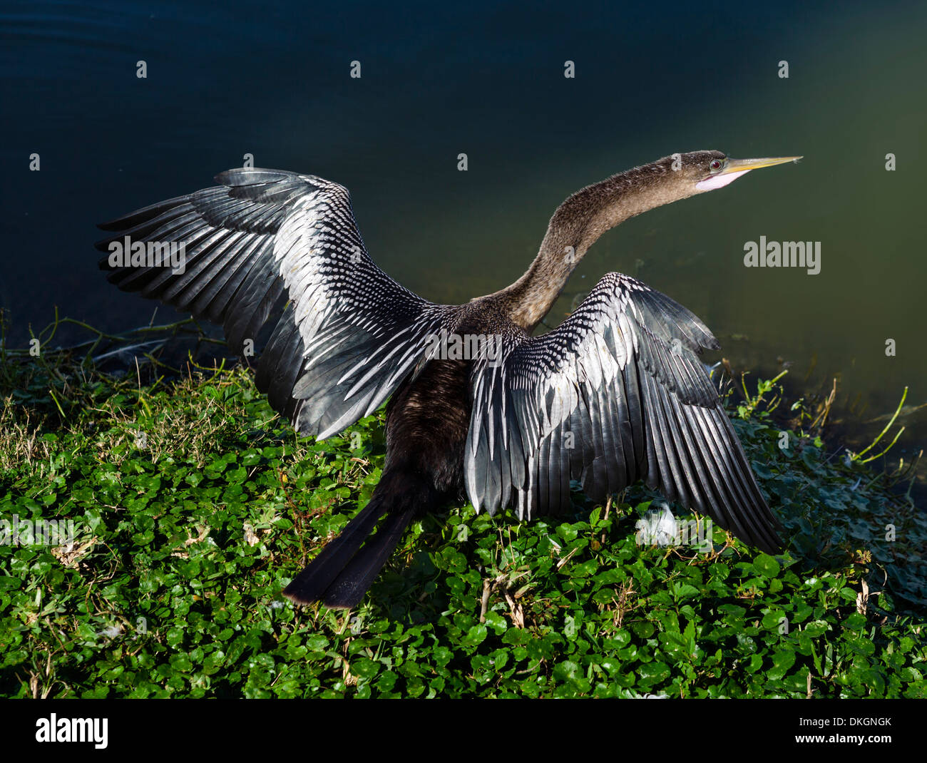 Anhinga (Anhinga Anhinga) trocknen die Flügel in der Sonne an den Ufern des Sees Morton, Lakeland, Polk County, Zentral-Florida, USA Stockfoto