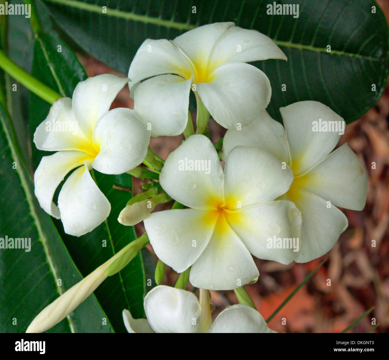 Cluster von weißen Frangipani Blüten mit gelben Zentren Plumeria