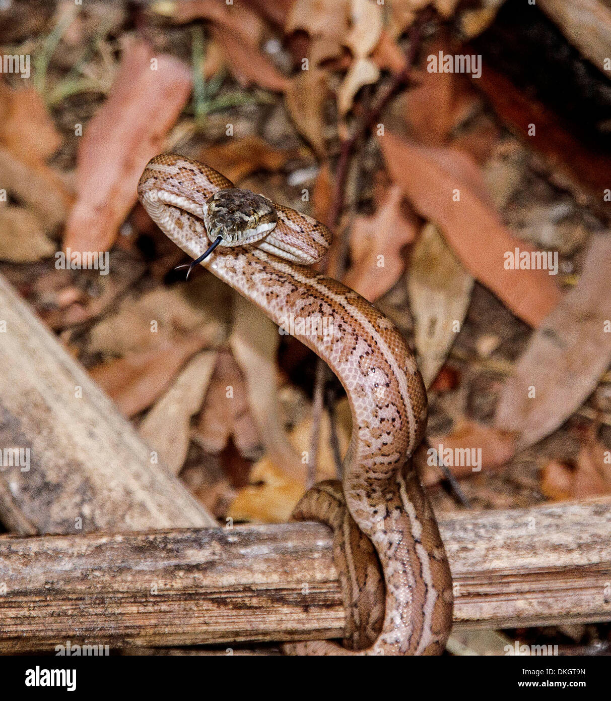 Junge Teppich - ein australischen Python - Schlange mit Zunge verlängert in aggressiven Angriff stellen, aufgewickelt um Ast auf Waldboden Stockfoto