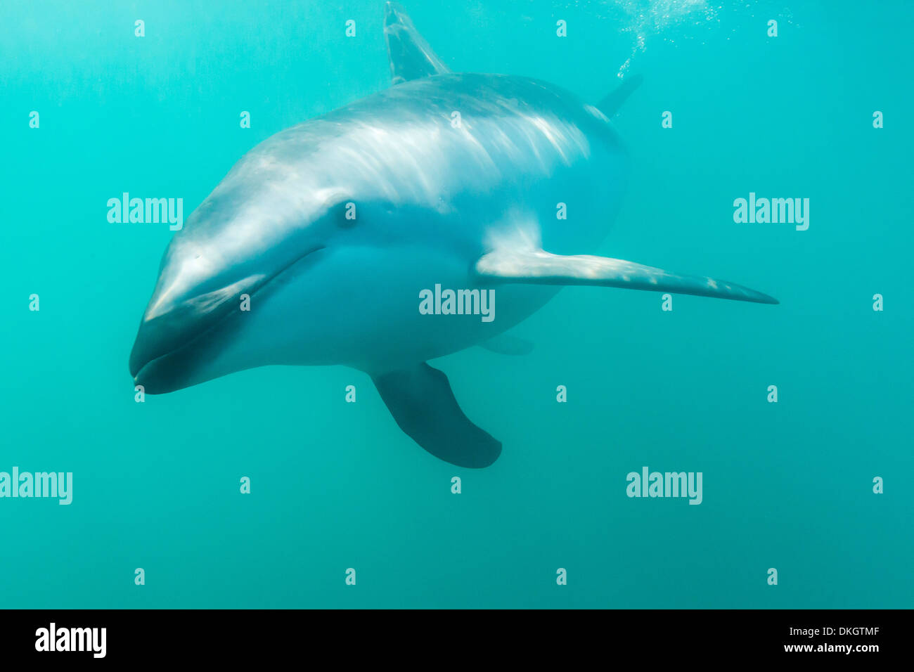 Dusky Dolphin (Lagenorhynchus Obscurus) Unterwasser off Kaikoura, Südinsel, Neuseeland, Pazifik Stockfoto