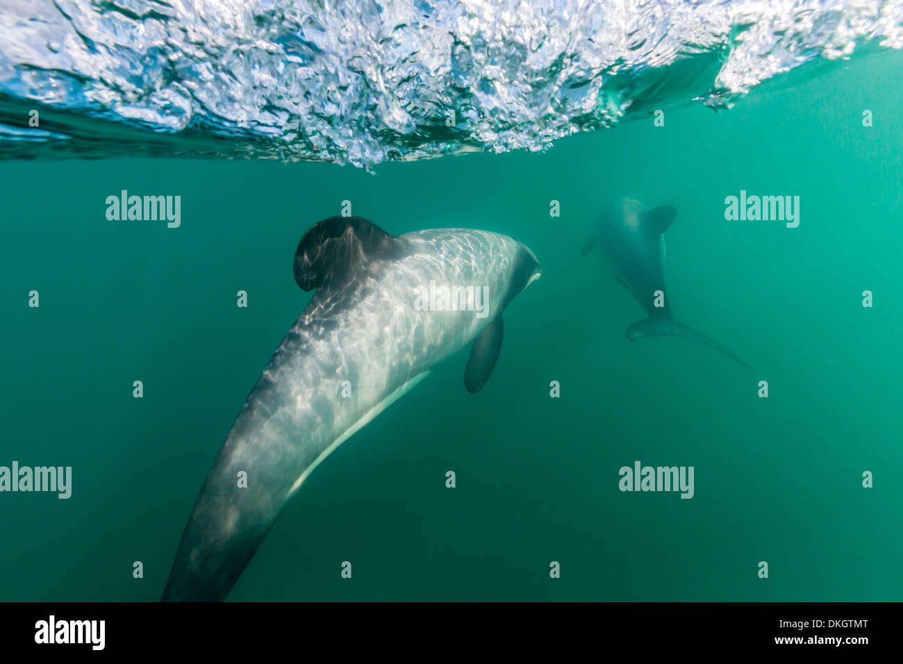 Erwachsenen Hector-Delfine (Cephalorhynchus Hectori) unter Wasser in der Nähe von Akaroa, Südinsel, Neuseeland, Pazifik Stockfoto