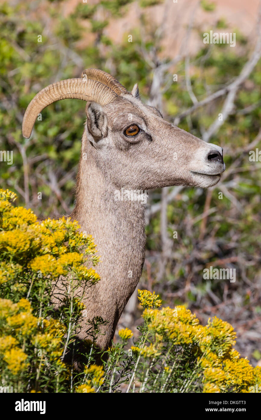 Erwachsenen Wüste Dickhornschafe (Ovis Canadensis), Zion Nationalpark, Utah, Vereinigte Staaten von Amerika, Nordamerika Stockfoto