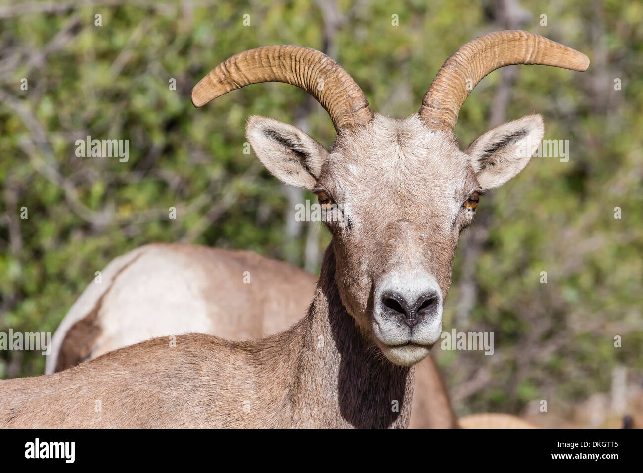 Erwachsenen Wüste Dickhornschafe (Ovis Canadensis), Zion Nationalpark, Utah, Vereinigte Staaten von Amerika, Nordamerika Stockfoto