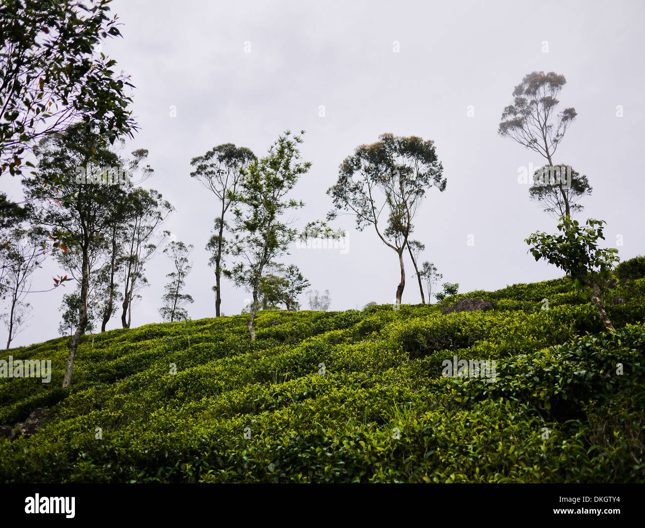Tee-Plantagen in der Nähe von Haputale, Sri Lanka Stockfoto