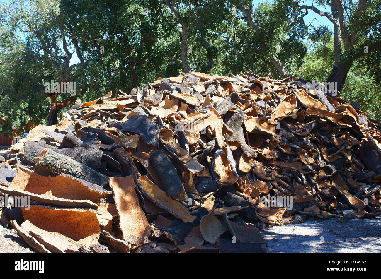 Rinde der Korkeiche Algerve Portugal Quercus Suber gestapelt Stockfoto