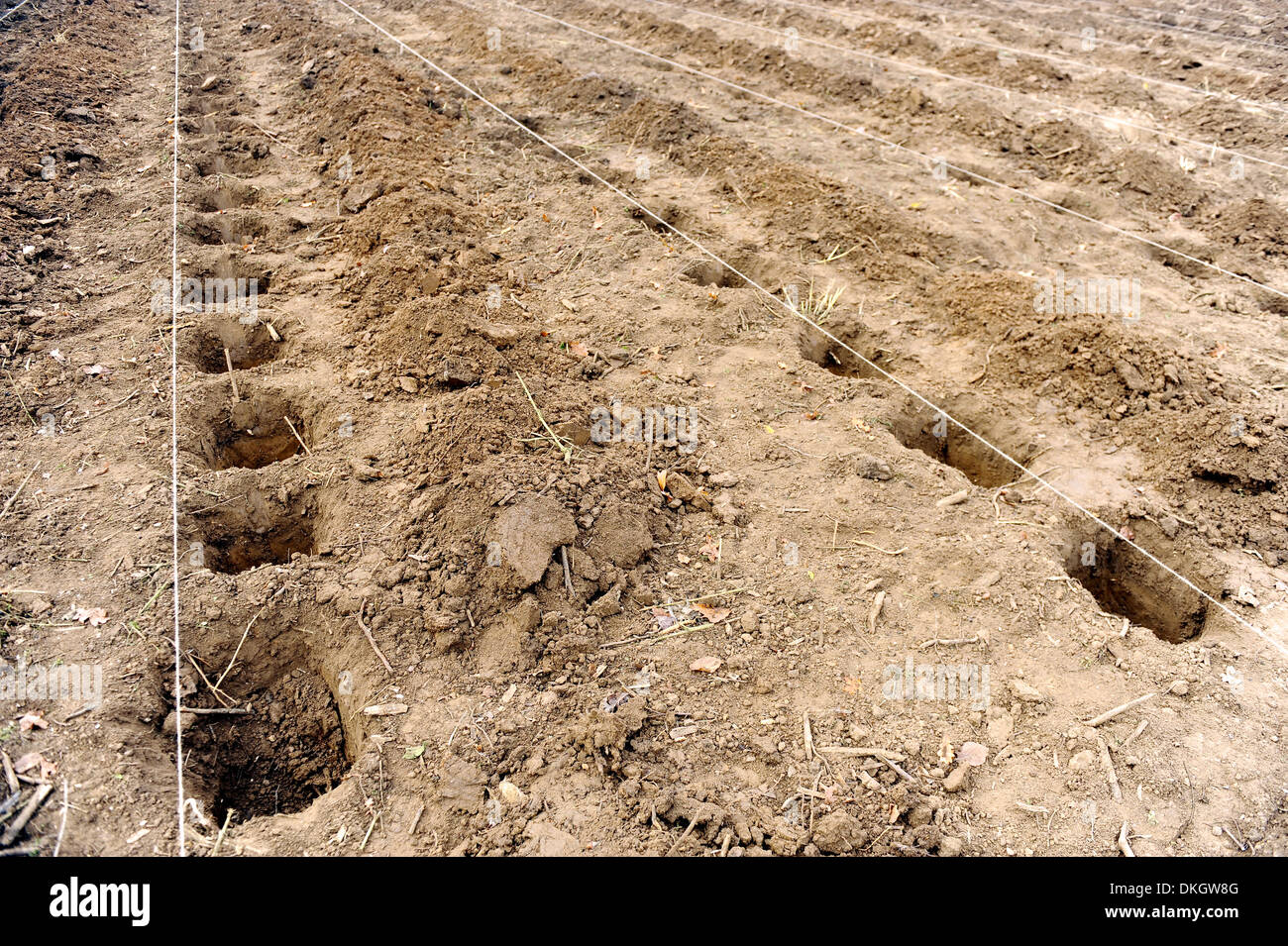 Dutzende von leeren Löcher gegraben in den Boden vor Aufforstung Aktion Stockfoto